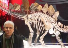 Comment un médecin à la retraite a transformé l’étude des dinosaures : l’histoire du docteur Lockwood 1 Le docteur Jeremy Lockwood avec un squelette de stégosaure. Crédit : Facebook