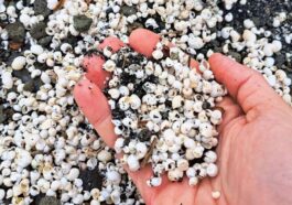 Les mollusques étrangers trouvés morts au Lac Albano. Crédit : Andrea Bonifazi
