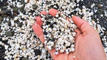 Des millions de mollusques extraterrestres morts au lac Albano : l'expert révèle la probable cause 5 Les mollusques étrangers trouvés morts au Lac Albano. Crédit : Andrea Bonifazi