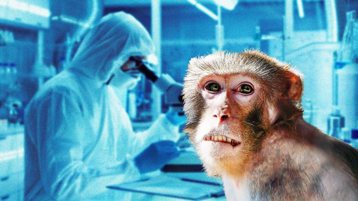 Identification d'un nouveau virus mpox : ce que nous savons sur l'évolution de la variole simienne 2 Image