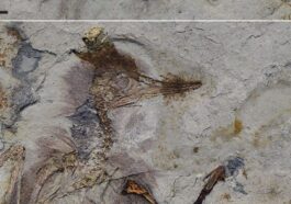 Le fossile de l'oiseau préhistorique. Crédit : O’Connor/Palaeontologica Electronica