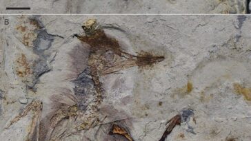 La mort mystérieuse de cet oiseau préhistorique : une découverte surprenante dans la gorge du fossile 2 Le fossile de l'oiseau préhistorique. Crédit : O’Connor/Palaeontologica Electronica