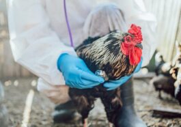 La nouvelle approche sur la grippe aviaire en Europe : un regard sur le scénario pandémique 18 Image