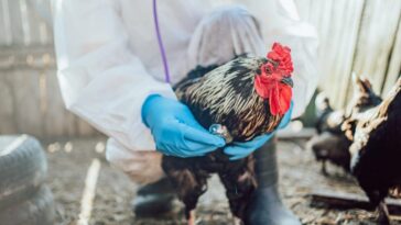 La nouvelle approche sur la grippe aviaire en Europe : un regard sur le scénario pandémique 10 Image
