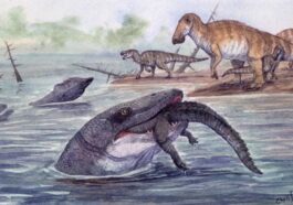 Illustration d'un mosasaure dévorant un crocodile. Crédit : Christopher DiPiazza