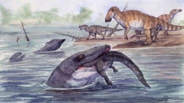 Le mosasaure de Jurassic World chassait aussi dans les eaux douces : il tendait des embuscades aux dinosaures imprudents 5 Illustration d'un mosasaure dévorant un crocodile. Crédit : Christopher DiPiazza
