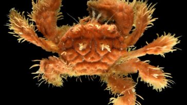 Les créatures marines inconnues des profondeurs océaniques révélées 2 Image