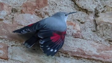 Les images de la magnifique papillon des roches et du splendide pic épeiche : « Éblouissant et rare à observer » 11 Picchio muraiolo. Crédit : Simone Proietti