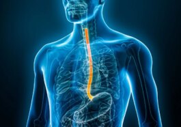 Illustration médicale de l'œsophage humain, l'organe au centre de l'explication sur la perforation œsophagienne qui peut survenir dans de rares cas après de violents vomissements / Crédit : iStock