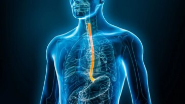 Les lentilles causent-elles des douleurs d’oesophage ? Explication médicale d’un cas exceptionnel 30 Illustration médicale de l'œsophage humain, l'organe au centre de l'explication sur la perforation œsophagienne qui peut survenir dans de rares cas après de violents vomissements / Crédit : iStock