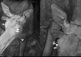 Des papillons qui sucent les sécrétions lacrymales des yeux d'un élan mâle. Crédit : Vermont Department of Fish and Wildlife