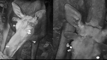 Les phalènes se nourrissent des larmes des élan : des photos incroyables prises aux États-Unis 24 Des papillons qui sucent les sécrétions lacrymales des yeux d'un élan mâle. Crédit : Vermont Department of Fish and Wildlife