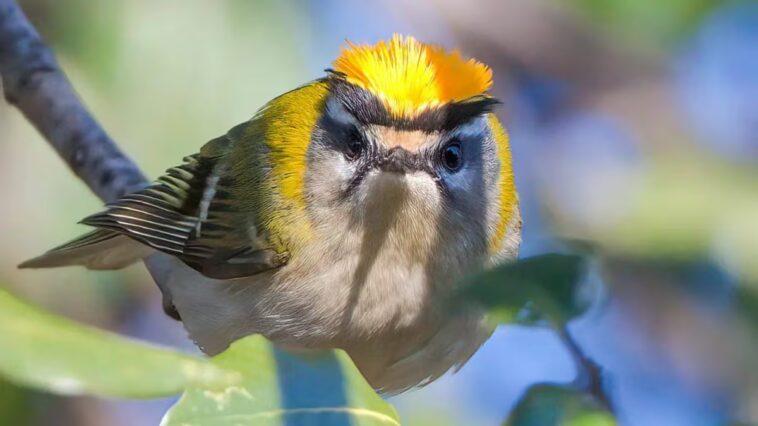 Nous avons découvert le fiorrancino : les photos de cet oiseau à la magnifique crête flamboyante 1 Fiorrancino avec la crête ouverte. Crédits : Andrea Centini