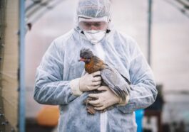 Pandémie de grippe aviaire H5N1 : les prévisions des scientifiques sur les lieux et les modes d'émergence 52 Image
