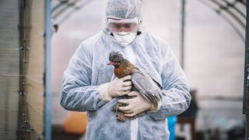 Pandémie de grippe aviaire H5N1 : les prévisions des scientifiques sur les lieux et les modes d'émergence 15 Image