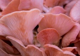Un champignon transforme les déchets de carottes en super-protéines : "Meilleur que les burgers véganes classiques" 53 Image