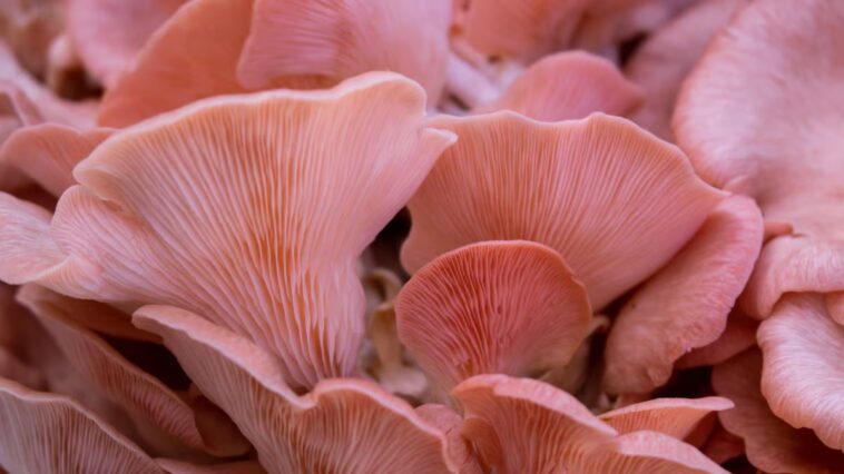 Un champignon transforme les déchets de carottes en super-protéines : "Meilleur que les burgers véganes classiques" 1 Image