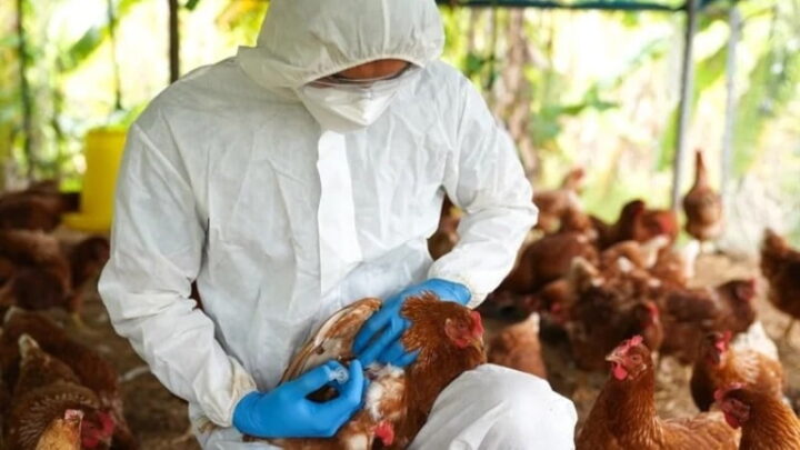 Un spécialiste avertit : le monde ignore la menace de la grippe aviaire 6 1767353783 987 Un specialiste avertit le monde ignore la menace de