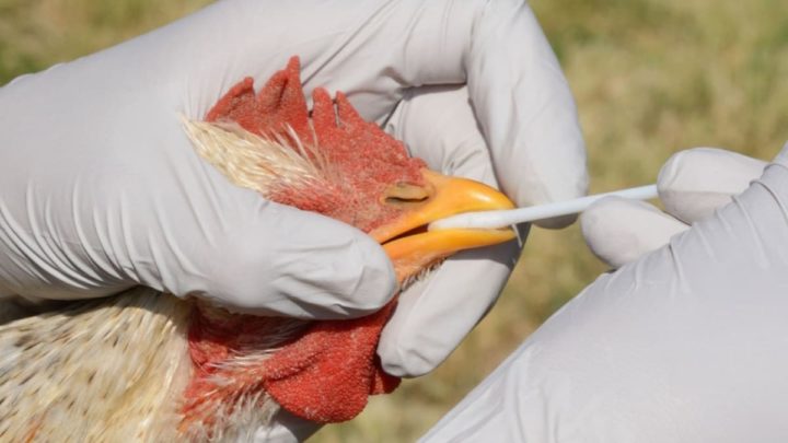 Un spécialiste avertit : le monde ignore la menace de la grippe aviaire 1 Un spécialiste avertit : le monde ignore la menace de la grippe aviaire