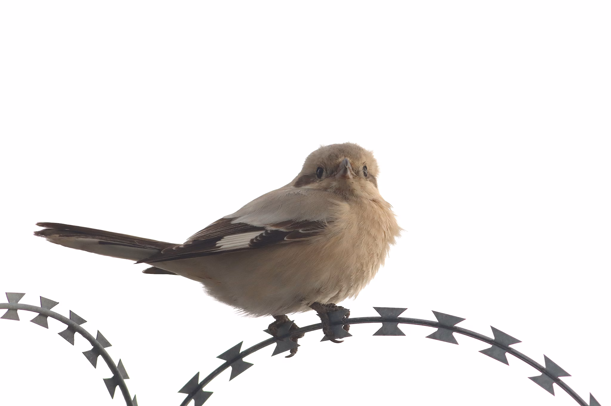 Un oiseau très rare aperçu en Ligurie : les photos de la pie-grièche venue d'Orient 4 Averla maggiore beccopallido. Crédit : Gianni Lucchi