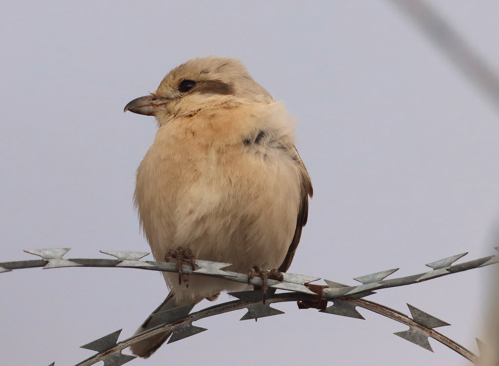 Un oiseau très rare aperçu en Ligurie : les photos de la pie-grièche venue d'Orient 6 Averla maggiore beccopallido. Crédit : Gianni Lucchi