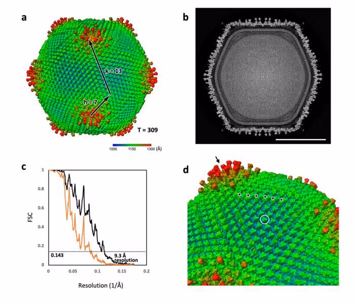 Un virus colossal découvert au Japon : pourquoi l'Ushikuvirus est crucial pour les scientifiques 4 Le nouveau virus géant. Crédit : Professeur Kazuyoshi Murata de l'Institut national des sciences naturelles (NINS) Source de l'image : https://journals.asm.org/doi/10.1128/jvi.01206–25