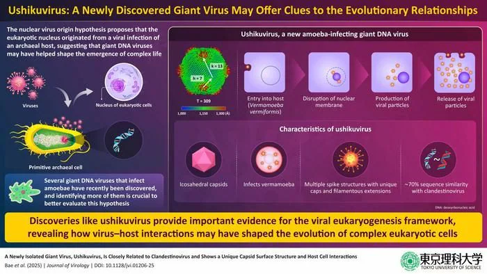 Un virus colossal découvert au Japon : pourquoi l'Ushikuvirus est crucial pour les scientifiques 3 Le virus géant et l'hypothèse de l’eucariogenèse virale. Crédit : Professeur Masaharu Takemura de l'Université des Sciences de Tokyo, Japon
