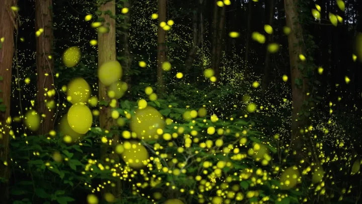 Les extraterrestres et les lucioles peuvent-ils communiquer de la même manière ? 5 Image lucioles