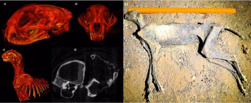 Guepard momifiés en Arabie Saoudite : une découverte qui pourrait ouvrir la voie à la réintroduction de l’espèce 3 A et B : Images radiographiques (reconstructions virtuelles 3D) du crâne ; C : Tissus mous du crâne. D : Thorax. E : Un des sept gheppards mummifiés sur le site de découverte dans la grotte / Crédit : Ahmed Al Boug et al., Comm. Earth Environ. 2026