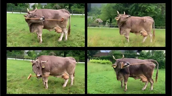 1769026073 811 Une vache autrichienne revele lutilisation flexible et complexe dun outil.webp
