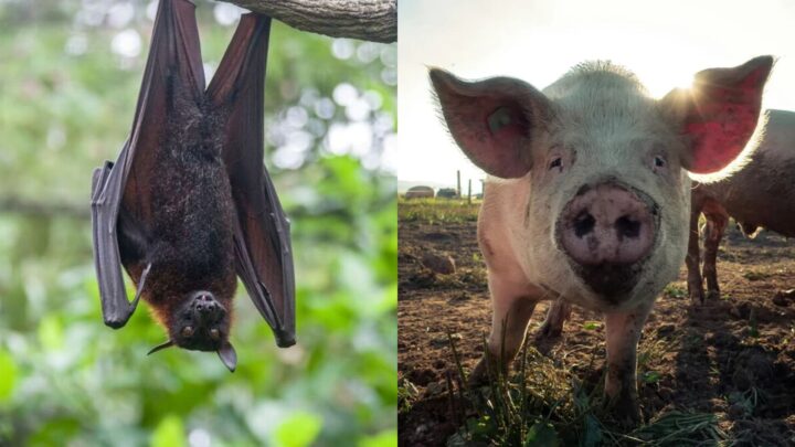 Morceau frugivore et porcs