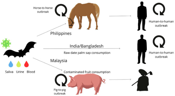 1769586174 316 Tout ce que vous devez savoir sur le virus Nipah