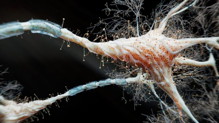 Alzheimer et mémoire : découverte des facteurs qui poussent le cerveau à effacer les souvenirs 1 La perte des synapses est l'un des processus les plus étroitement liés au déclin de la mémoire dans l'Alzheimer / Image iStock