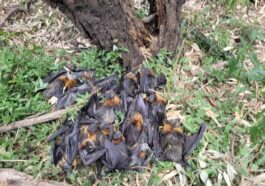 Australie, massacre de chauves-souris à cause de la chaleur intense : des corps partout, le récit poignant des bénévoles 19 Volpi volanti. Crédit : Lea Bee/Fly By Night Bat Clinic Victoria