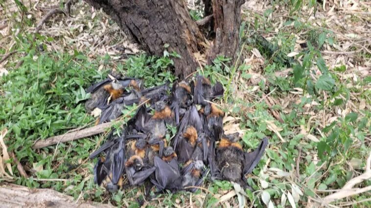 Australie, massacre de chauves-souris à cause de la chaleur intense : des corps partout, le récit poignant des bénévoles 1 Volpi volanti. Crédit : Lea Bee/Fly By Night Bat Clinic Victoria