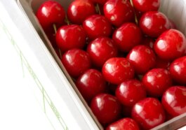 Ciliegies Sato Nishiki, cultivées dans la préfecture de Yamagata, sélectionnées pour les enchères inaugurales au Japon / Photo: iStock