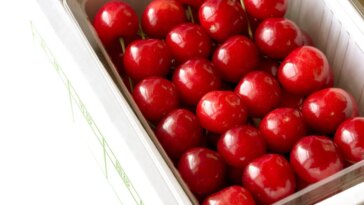 Comment se fait-il que les cerises atteignent des prix vertigineux de 140€ l'une ? Un nouveau sommet au Japon 28 Ciliegies Sato Nishiki, cultivées dans la préfecture de Yamagata, sélectionnées pour les enchères inaugurales au Japon / Photo: iStock
