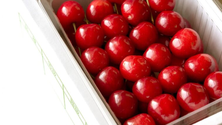 Comment se fait-il que les cerises atteignent des prix vertigineux de 140€ l'une ? Un nouveau sommet au Japon 1 Ciliegies Sato Nishiki, cultivées dans la préfecture de Yamagata, sélectionnées pour les enchères inaugurales au Japon / Photo: iStock