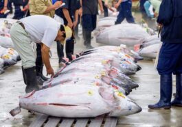 Thon vendu au marché aux poissons de Tokyo, au Japon