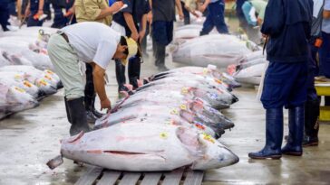 Comment un thon peut-il atteindre des millions d'euros : un poisson de 243 kg vendu à un prix record au Japon 13 Thon vendu au marché aux poissons de Tokyo, au Japon