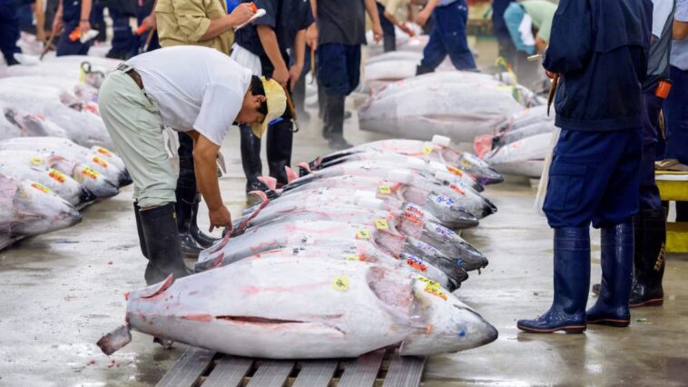 Comment un thon peut-il atteindre des millions d'euros : un poisson de 243 kg vendu à un prix record au Japon 1 Thon vendu au marché aux poissons de Tokyo, au Japon