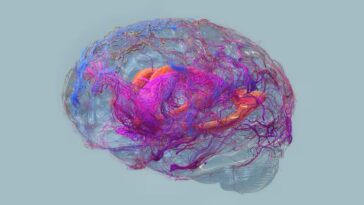 Découverte d'un nouveau signe précurseur de l'Alzheimer : détectable des années avant l'apparition des symptômes 7 Représentation de l’activité électrique du cerveau détectée par des techniques de neuroimagerie, semblables à celles utilisées dans l'étude de l'Université Brown pour identifier un nouveau signal pouvant prévoir la progression de l'Alzheimer de plus de deux ans / Crédit : iStock.