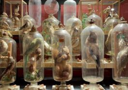 Des animaux "impossibles" enfermés dans des bouteilles : la science élucide le mystère des cloches de père Fourcault 59 Les campanes de verre de père Jean Baptiste Fourcault, réalisées au XVIIIe siècle pour conserver des animaux et aujourd'hui au Musée de Storiographie Naturelle de l'Université de Parme. Pendant des siècles, la méthode d'insertion des animaux est restée un mystère / Crédit : Université de Parme