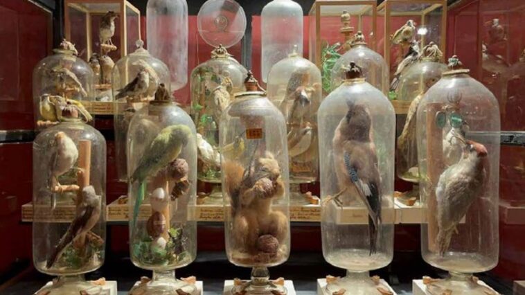 Des animaux "impossibles" enfermés dans des bouteilles : la science élucide le mystère des cloches de père Fourcault 1 Les campanes de verre de père Jean Baptiste Fourcault, réalisées au XVIIIe siècle pour conserver des animaux et aujourd'hui au Musée de Storiographie Naturelle de l'Université de Parme. Pendant des siècles, la méthode d'insertion des animaux est restée un mystère / Crédit : Université de Parme