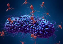 Illustration de phages attaquant une bactérie. Crédit: iStock