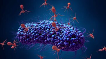 Des virus et des bactéries laissés dans l'espace dévoilent des mutations incroyables : une découverte marquante à notre retour sur Terre 7 Illustration de phages attaquant une bactérie. Crédit: iStock