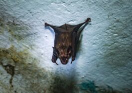 Épidémie de virus Nipah en Inde, Bassetti : “On craint une propagation rapide”. Cent personnes en quarantaine 82 Un pipistrello coinvolto nella trasmissione del virus Nipah. Credit: Getty