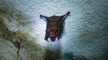 Épidémie de virus Nipah en Inde, Bassetti : “On craint une propagation rapide”. Cent personnes en quarantaine 12 Un pipistrello coinvolto nella trasmissione del virus Nipah. Credit: Getty