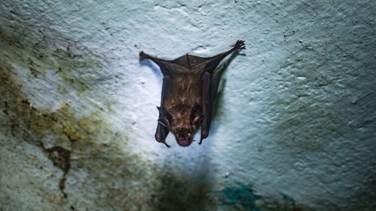 Épidémie de virus Nipah en Inde, Bassetti : “On craint une propagation rapide”. Cent personnes en quarantaine 1 Un pipistrello coinvolto nella trasmissione del virus Nipah. Credit: Getty