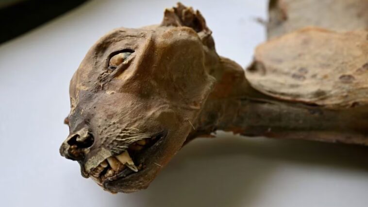 Guepard momifiés en Arabie Saoudite : une découverte qui pourrait ouvrir la voie à la réintroduction de l’espèce 1 Un des sept gheppards mummifiés découverts dans une grotte en Arabie Saoudite / Photo : Ahmed Boug et al., Communications Earth & Environment 2026.
